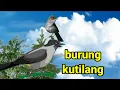 Download Lagu Lagu burung kutilang / lagu anak Indonesia / musik anak MP3
