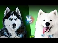 Samoyed vs Siberian Husky Comparison of two specific breeds which one is better