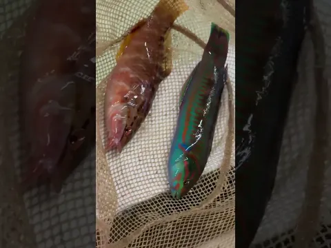 ササノハベラとニシキベラ。ともに南紀の堤防で釣れます。