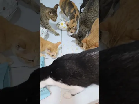 Tròn hỉu lầm cậu Nhị Ca #khethui # #cat