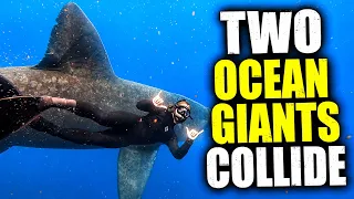 Two Ocean Giants Collide: The Basking Shark and the Fin Whale