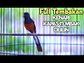 Download Lagu Pancingan MURAI BATU Pagi Hari isian KENARI CILILIN KAPAS TEMBAK ini 100%SUKSES buat MASTERAN GACOR