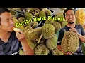 Download Lagu Makan DURIAN Segar dari Ladang di Balik Pulau, Pulau Pinang