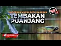 Tembakan Andalan Murai Sinar Jaya Satu Nafas 2-3 Lagu Masteran Murai Terbaik