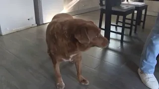 World’s oldest dog dies at 31