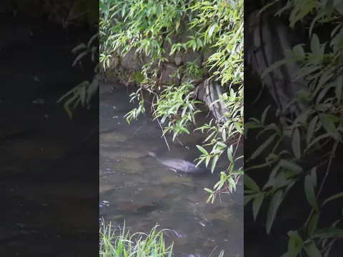 Can This Bird Catch a Fish in the Next Second? 👀🐦🐟 #wildlife #nature #birds