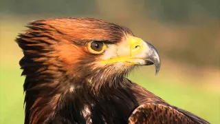 NSER MESNAWA يا النسر مسناوة 