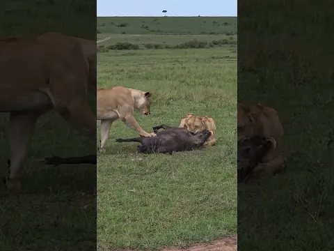 Lionesses holding down a warthog