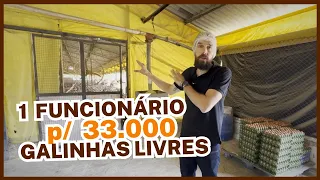 1 FUNCIONÁRIO para 33.000 GALINHAS LIVRES: granja 100% automatizada