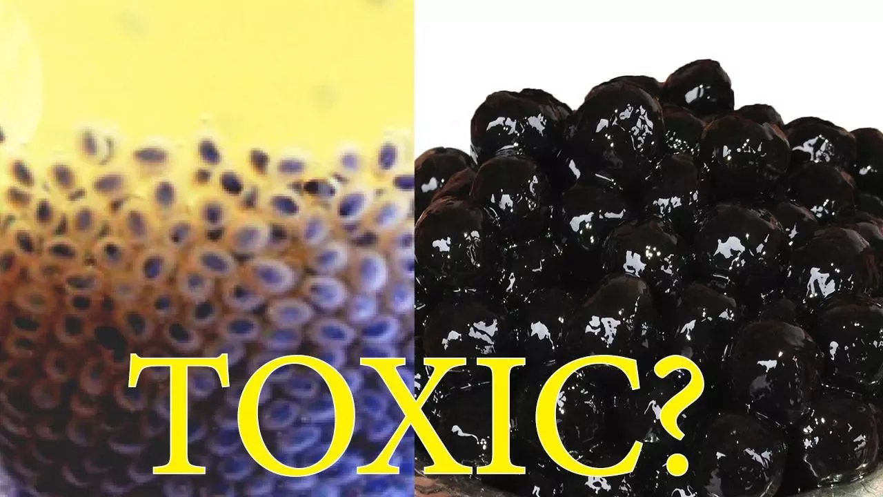 10 Things You Probably DIDN'T Know About Bubble Tea