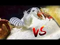GIANT Spearing MANTIS SHRIMP VS Fiddler CRAB