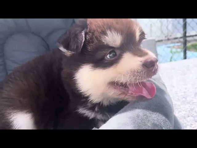 動画