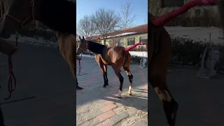 Best Wild Horses Wild Horse