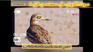 هل سمعت صوت الكروان من قبل  الملك لك لك لك يا صاحب الملك   دندنها