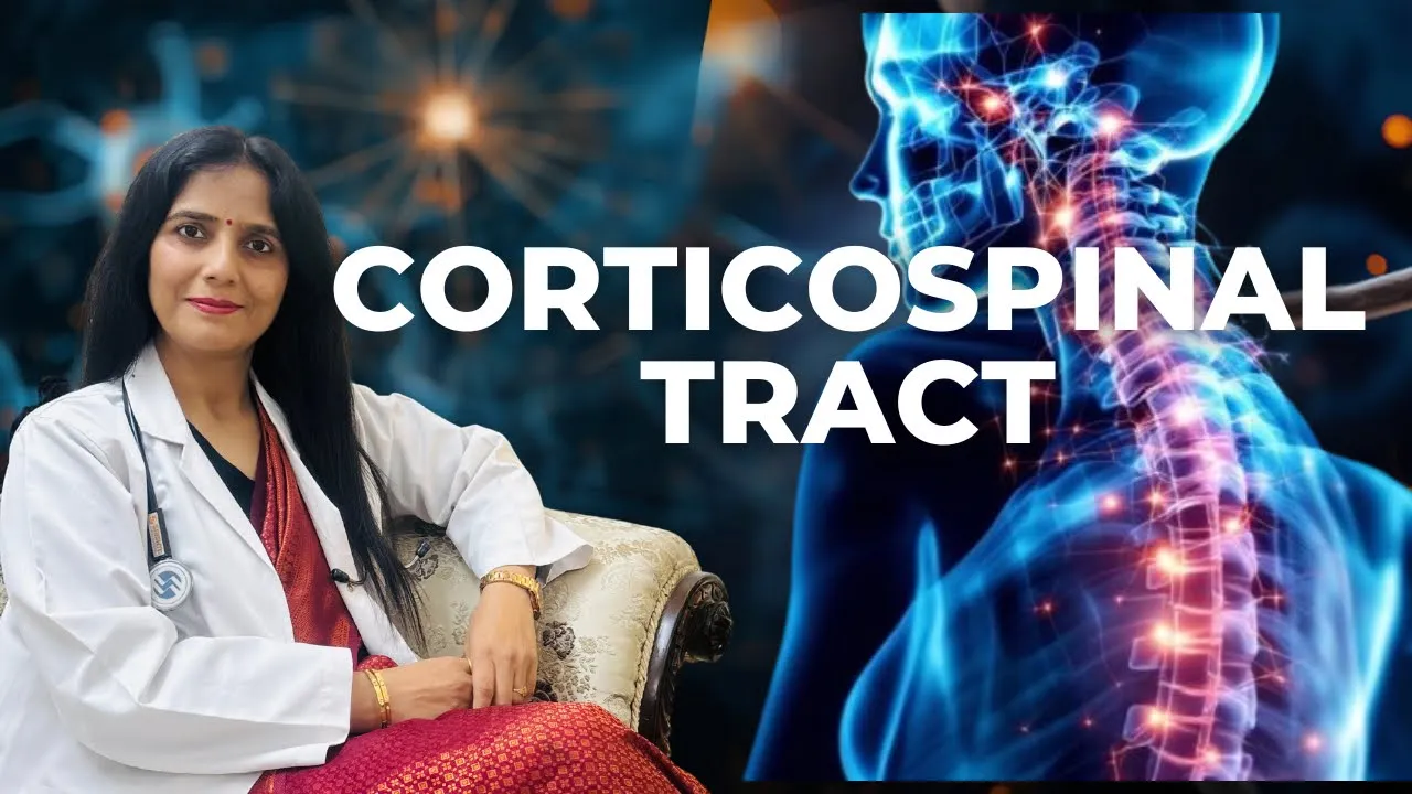 Corticospinal tract/Motor Tract/DESCENDING TRACT