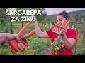 Download Lagu Setva Šargarepe/Mrkve u JULU