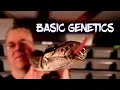 Dominant Co-Dominant and Recessive Ball Python Genetics