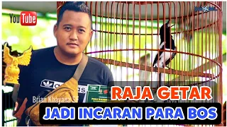 kacer raja getar kini jadi incaran bos bos
