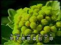魏汉文 - 爱情的代价（歌词）