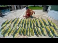 Download Lagu BEST Day of Dolphin fishing! Catch Clean Cook ( Florida Mahi Mahi)