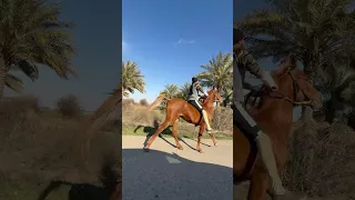 هذب ثم وقوف مفاجئ خيل اكسبلور الخيل حصان مواكبة الثلاث الخيل 