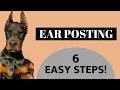 Doberman Ear Posting - 6 EASY STEPS