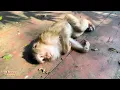 It seems like Monkey Kaka is tired and bored living here