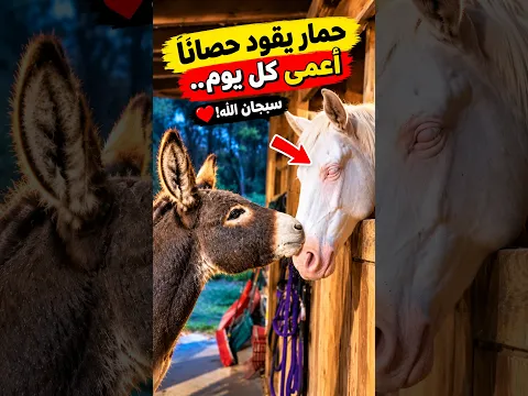 حمار يقود حصانًا أعمى كل يوم.. سبحان الله! 🫏❤️