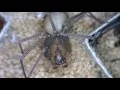 Brown Recluse Spider Information from Kansas State University