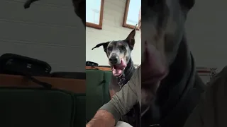 #fyp #dream #doberman #pets #food