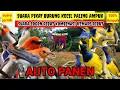 Download Lagu SUARA PIKAT BURUNG KECIL PALING AMPUH‼️KOMBINASI SUARA SOGON RIBUT DAN BURUNG KEMADE RIBUT