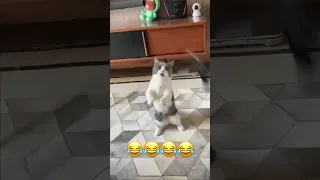 مياو Cat Funny ضحك لايك للمقطع 