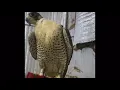 حيرني النادر