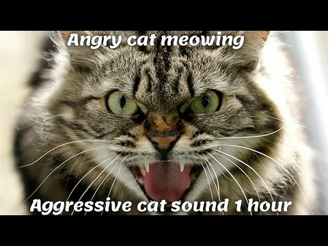 Download MP3 Angry cat meowing | Aggressive cat sound 1 hour