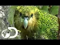 Download The Strangest Parrot in the World | Modern Dinosaurs mp4 3gp mp3 videos - waplic