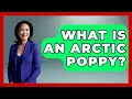 What Is An Arctic Poppy - Polar Regions Uncovered
