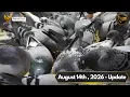 FPD UPDATE AUGUST 14th 2026