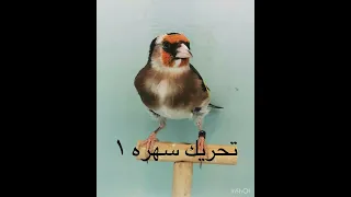 تحریک سهره ۱ 