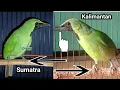 Download Lagu SANGAT AKURAT !! PERBEDAAN CUCAK IJO SUMATRA \u0026 KALIMANTAN
