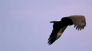 eagle s flight chant version by theophilus sunday