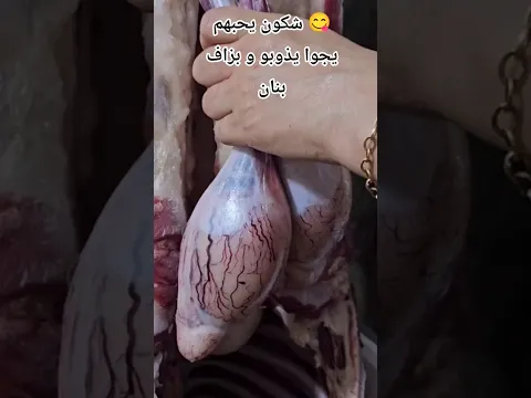 علابالي بزاف منكم ما يحبوهمش😋وبزاف يموتو عليهم😍 ليغونيو بلا ريحة وبنة هبال يذوبوا في الفم