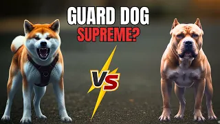 GUARD DOG SUPREME Akita Inu Vs American Bandogge 