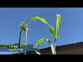 HOW TO GROW SUGAR CANE SEED TO HARVEST