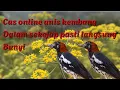 Anis kembang betina memanggil jantan || cas anis kembang betina