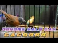 Download Lagu TERAPI MANDI MALAM BURUNG TEPUS KEPALA ABU JADI GACOR DAN JINAK