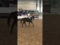 Royal Mocha with rider Rosie Napravnik RRP 2018
