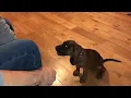 Otto The Bavarian Mountain Hound