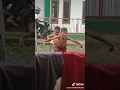 Download Lagu Maen tik tok budak letik