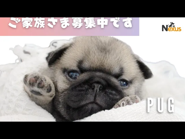 動画