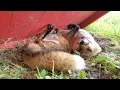 Finnegan Fox acts silly when I get his tail